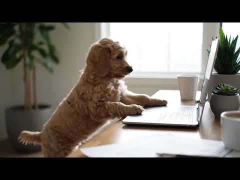 Mini golden doodle in a home office
