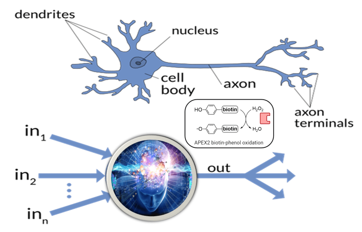 neuroni artificiali